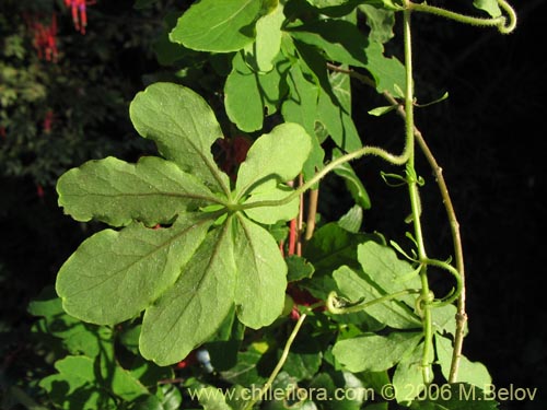 Imágen de Tropaeolum speciosum (Coralito / Quintralito / Voqui). Haga un clic para aumentar parte de imágen.